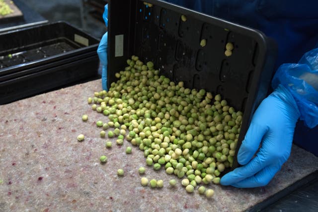 <p>Peas are arranged on a tray and prepared to be taken to one of the Underground tunnels to grow at 'Growing Underground' in Clapham, London </p>