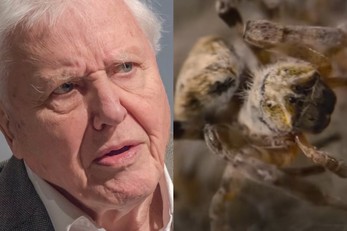 David Attenborough left ‘horrified’ while narrating gruesome spider footage in new series