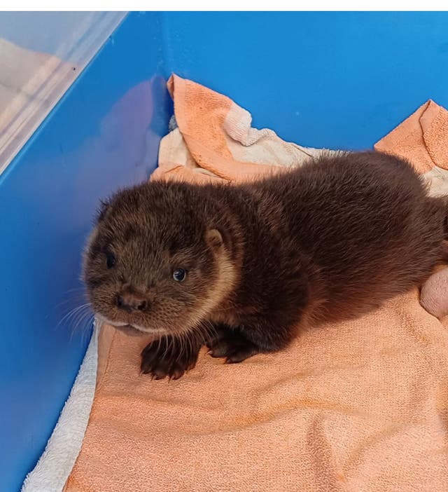 <p>Mingo arrived at the centre "very dehydrated, weak and frightened"</p>