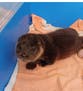 Wild otter cub rescued after sneaking into zoo’s flamingo enclosure