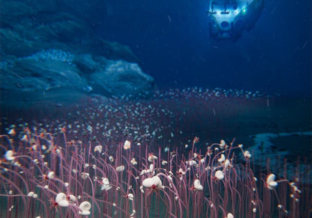 <p>Hadal dive with manned submersible Fendouzhe. This figure is created to depict these remarkable ecosystems, forming a "river" of chemosynthetic communities at the bottom of hadal trench - painting the ocean floor with a living kaleidoscope of deep-sea vitality</p>