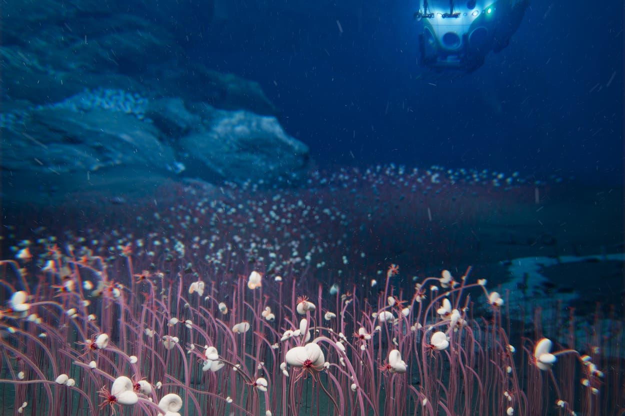 Scientists have found weird animals at the bottom of the ocean - and ...