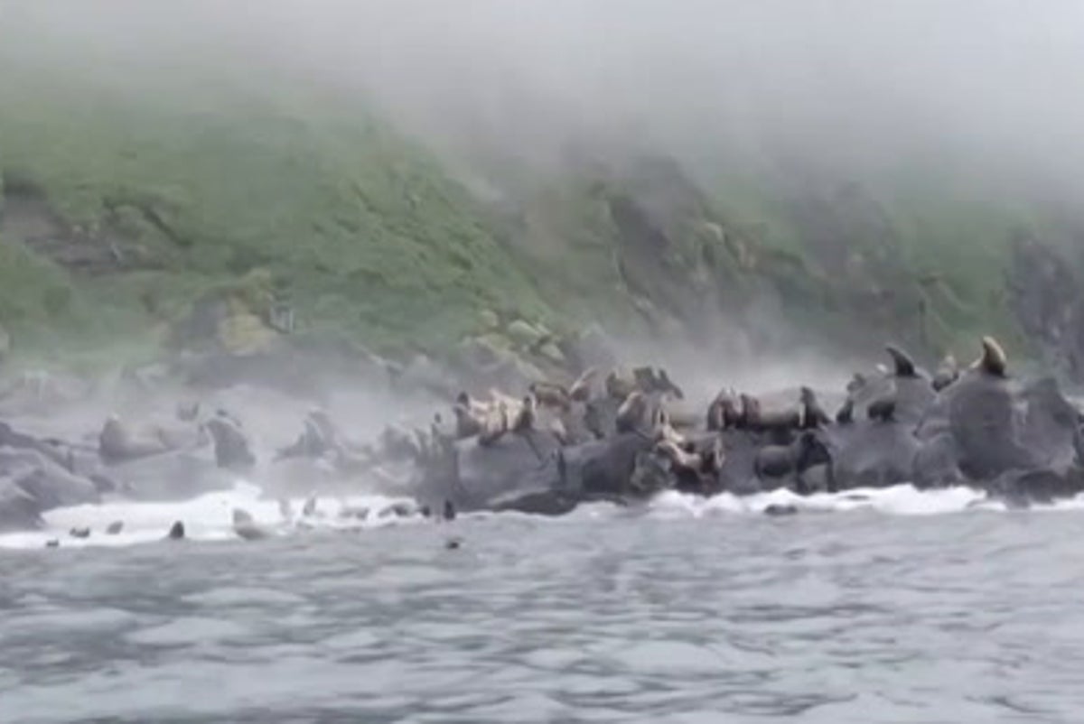 Panicked sea lions dive into water during huge Russia earthquake