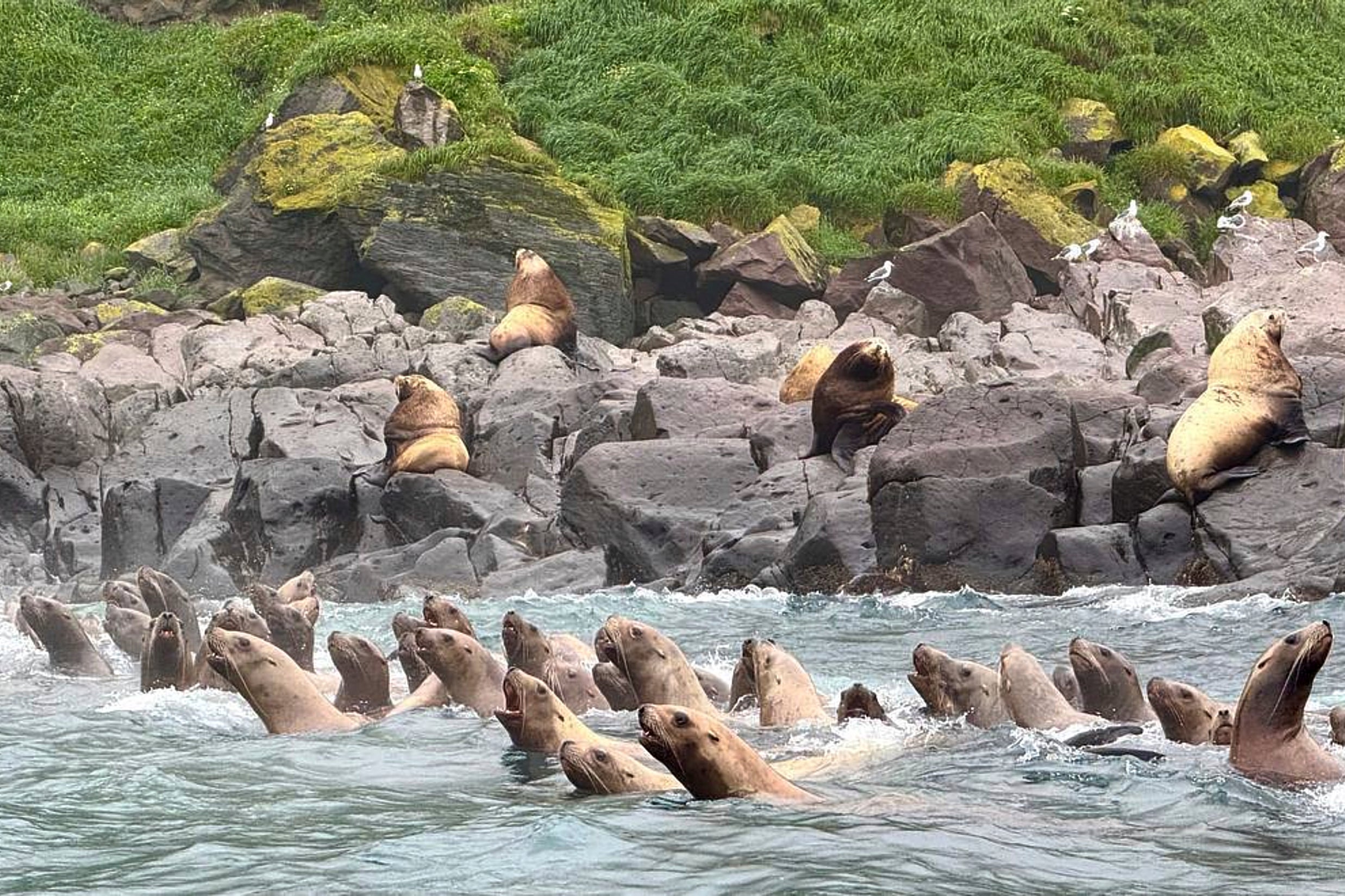 Steller sea lions swim during a tsunami approaching the shore of the Antsiferov Island located in the northern Kuril Islands chain in the Sea of Okhotsk, Russia on Wednesday