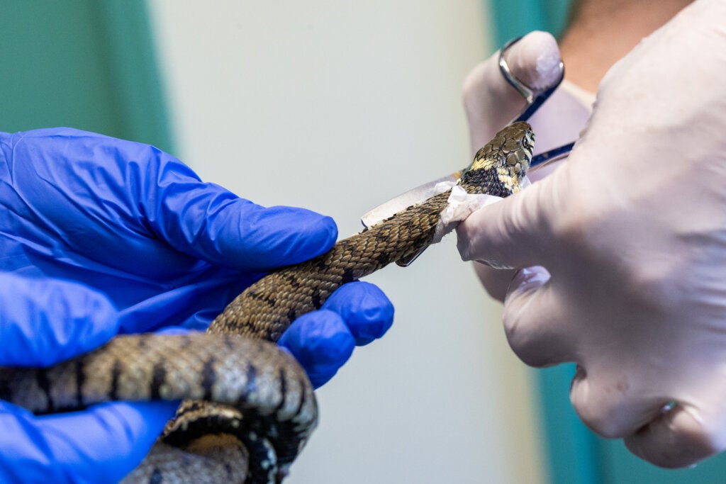Last month a grass snake in Cornwall was stuck on a glue trap and the RSPCA used olive oil to free it