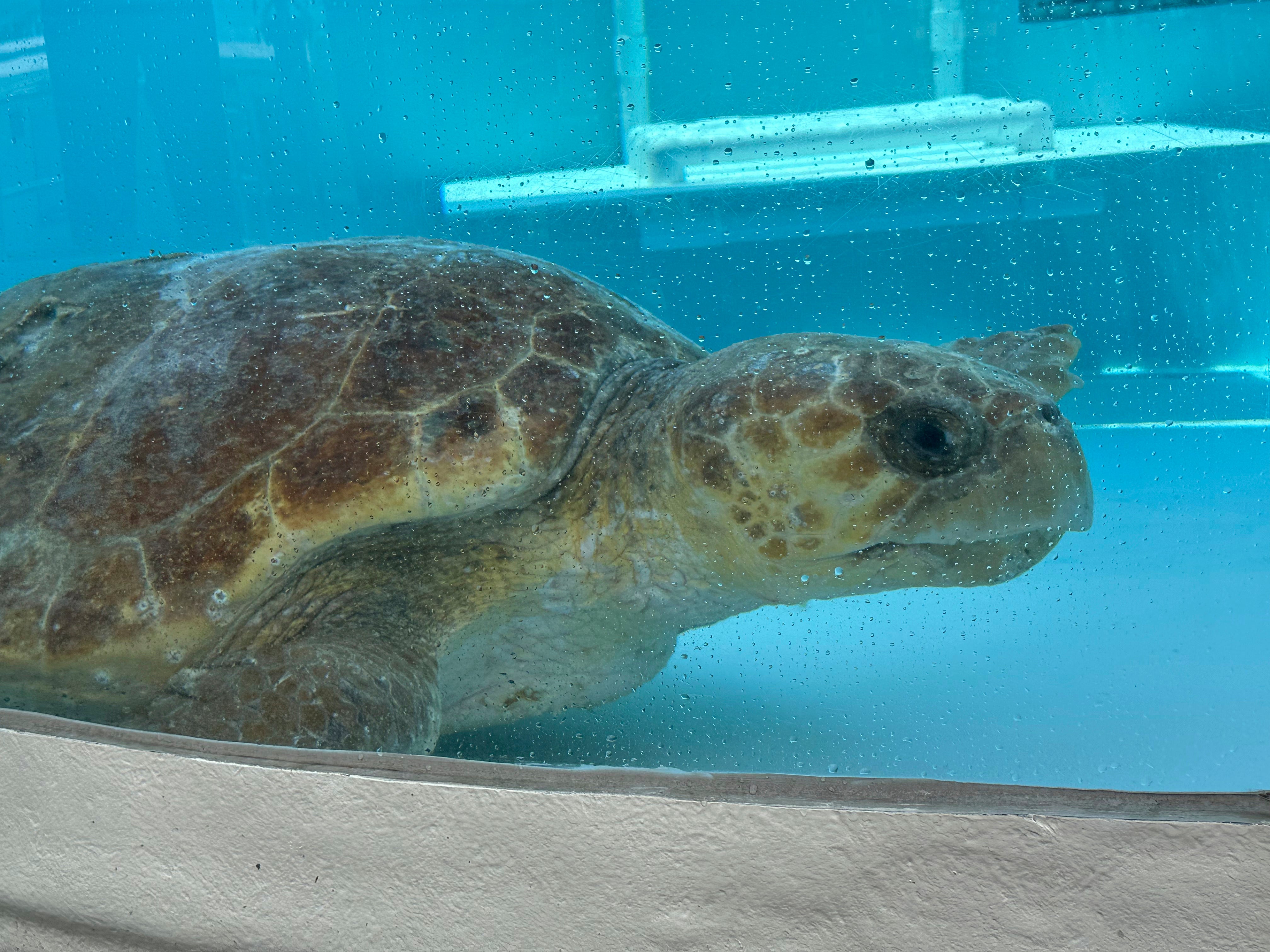 The adult female loggerhead sea turtle named Pennywise swims in a rehabilitation tank at Loggerhead Marinelife Center in Juno Beach, Florida. Pennywise was released back into the ocean this week after she was treated for injuries she sustained in May