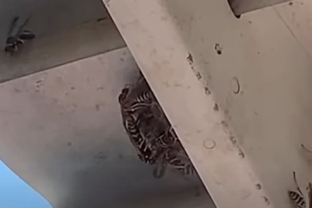 <p>Radioactive wasps were found at a nuclear site in South Carolina</p>