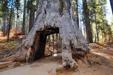 Google software engineer, 29, killed during a hike in Yosemite by falling sequoia branch