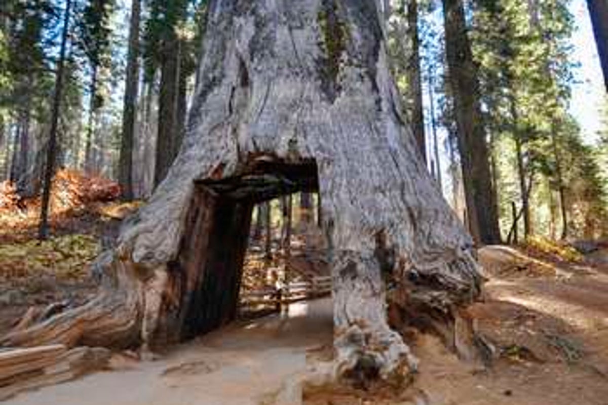 https://static.independent.co.uk/2025/07/31/12/41/Tuolumne-Grove.jpeg?trim=8,0,20,0&width=1200&height=800&crop=1200:800