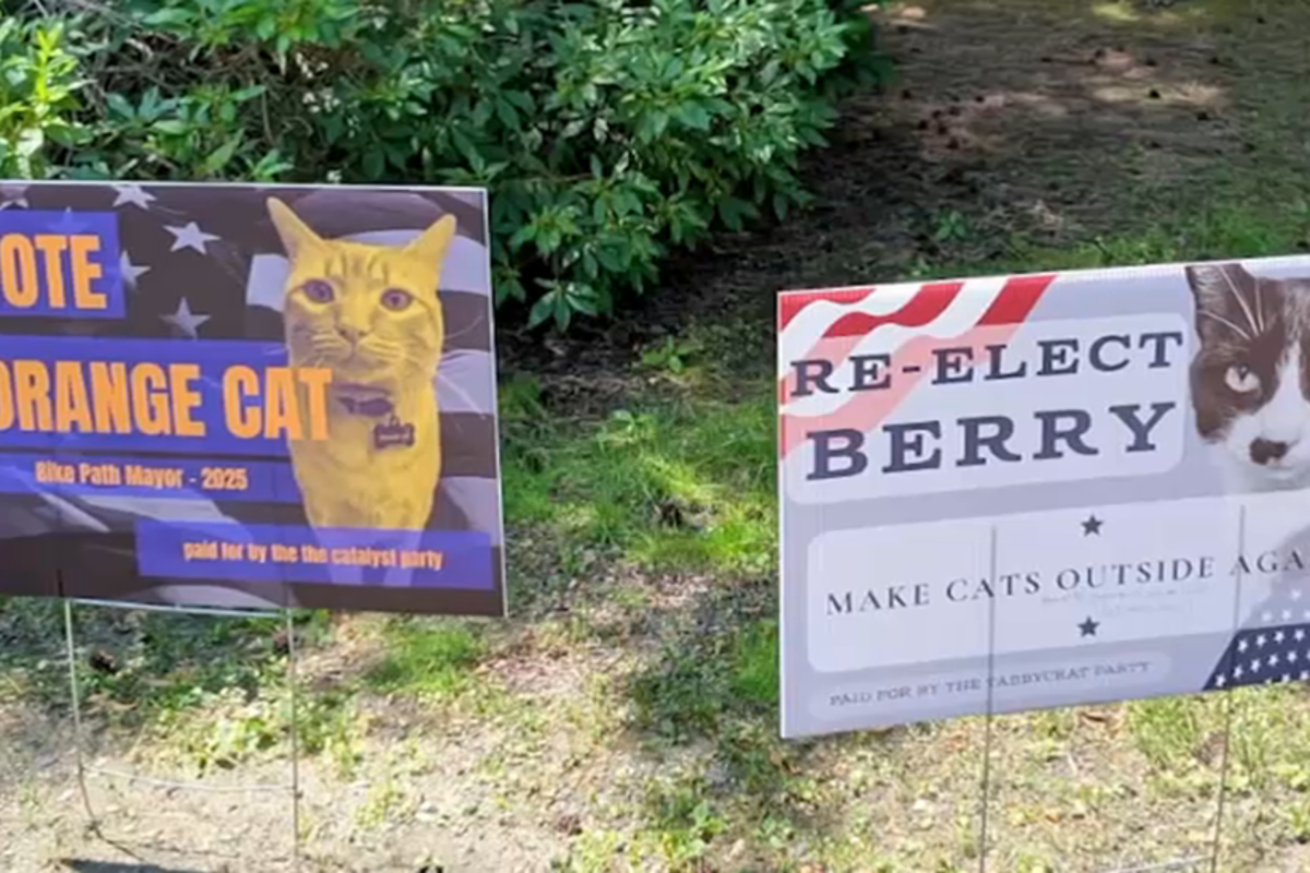Claws are out in small town Massachusetts after a cat mayoral election race was hijacked by other animals