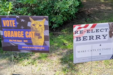 Race for mayor in Massachusetts goes off leash as seat held by a cat is hijacked by dog, parrot and tortoise candidates