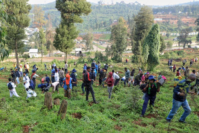 Ethiopia Tree Planting