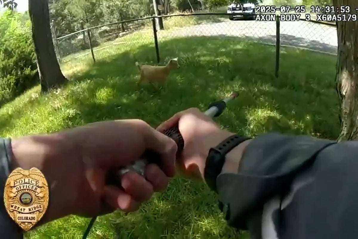 Watch: Slippery young goat wrangled by Colorado officers after it escaped