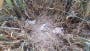 UK’s rarest breeding bird successfully nests for first time in 6 years