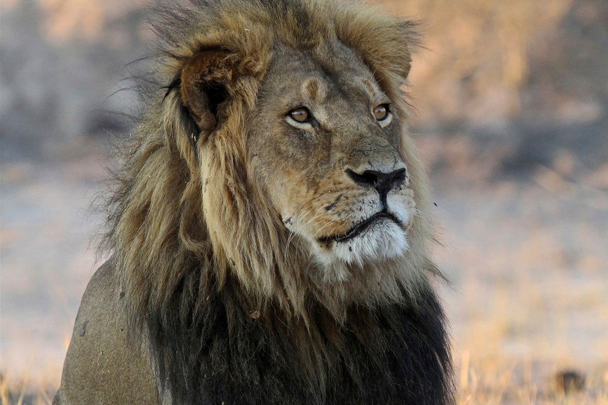 A trophy hunter killed a lion in Zimbabwe that was part of a research project, sparking anger
