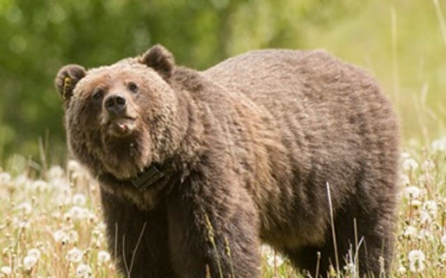 <p>Officials say the grizzly attack was ‘defensive in nature’</p>