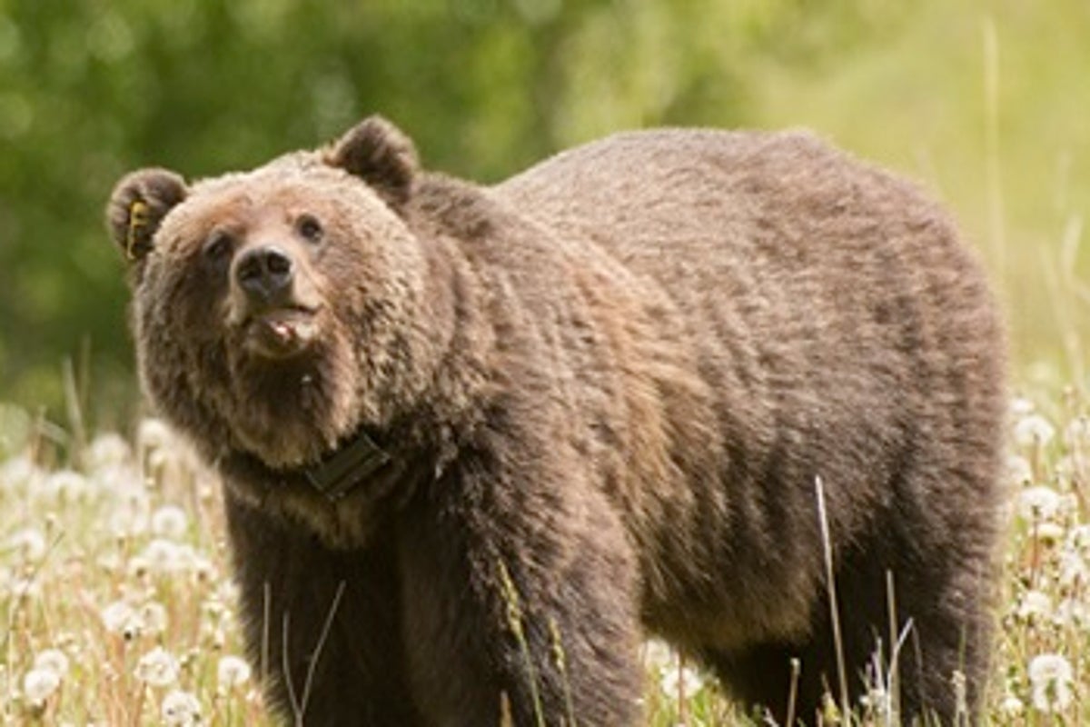 https://static.independent.co.uk/2025/07/31/2/08/Grizzly-bear.jpeg?trim=0,12,0,12&width=1200&height=800&crop=1200:800