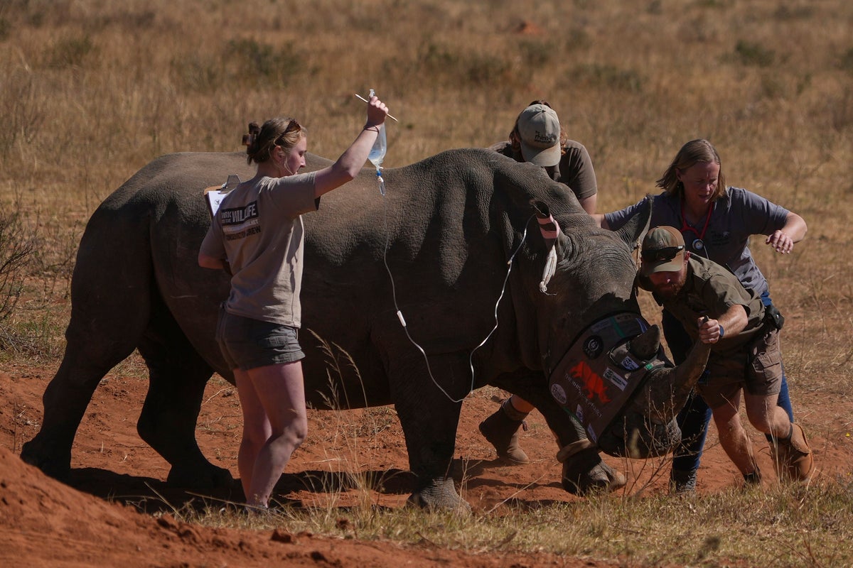 South Africa starts injecting rhino horns with radioactive material to curb poaching