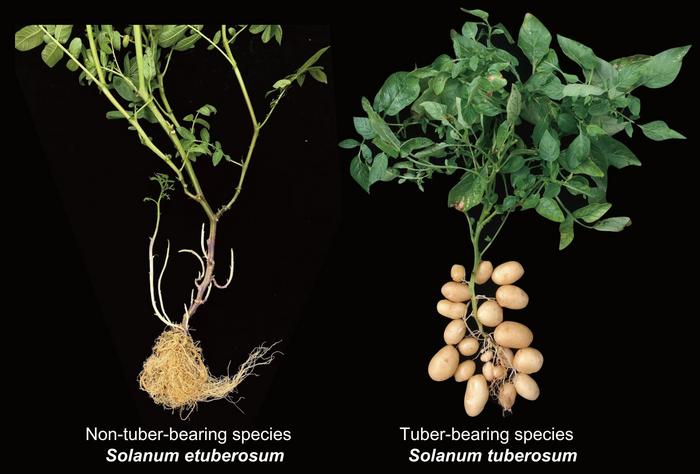 Non-tuber-bearing and tuber-bearing species of the potato plant are seen in this graphic image. Tubers are are the swollen underground roots of certain plants