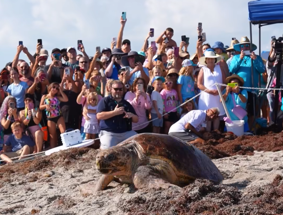 Pennywise, a 302 pound sea turtle, crawls toward the ocean in Juno Beach Florida on Wednesday after she recovered from a boat injury she sustained in May 2025. The turtle was nursed back to health at the Loggerhead Marinelife Center in Palm Beach