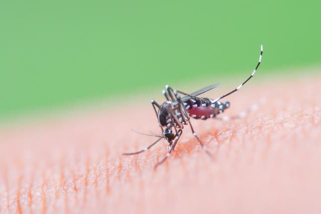 <p>Los CDC (Centros para el Control y la Prevención de Enfermedades de EE.UU.) afirman tener conocimiento de un brote de chikugunya en China</p>
