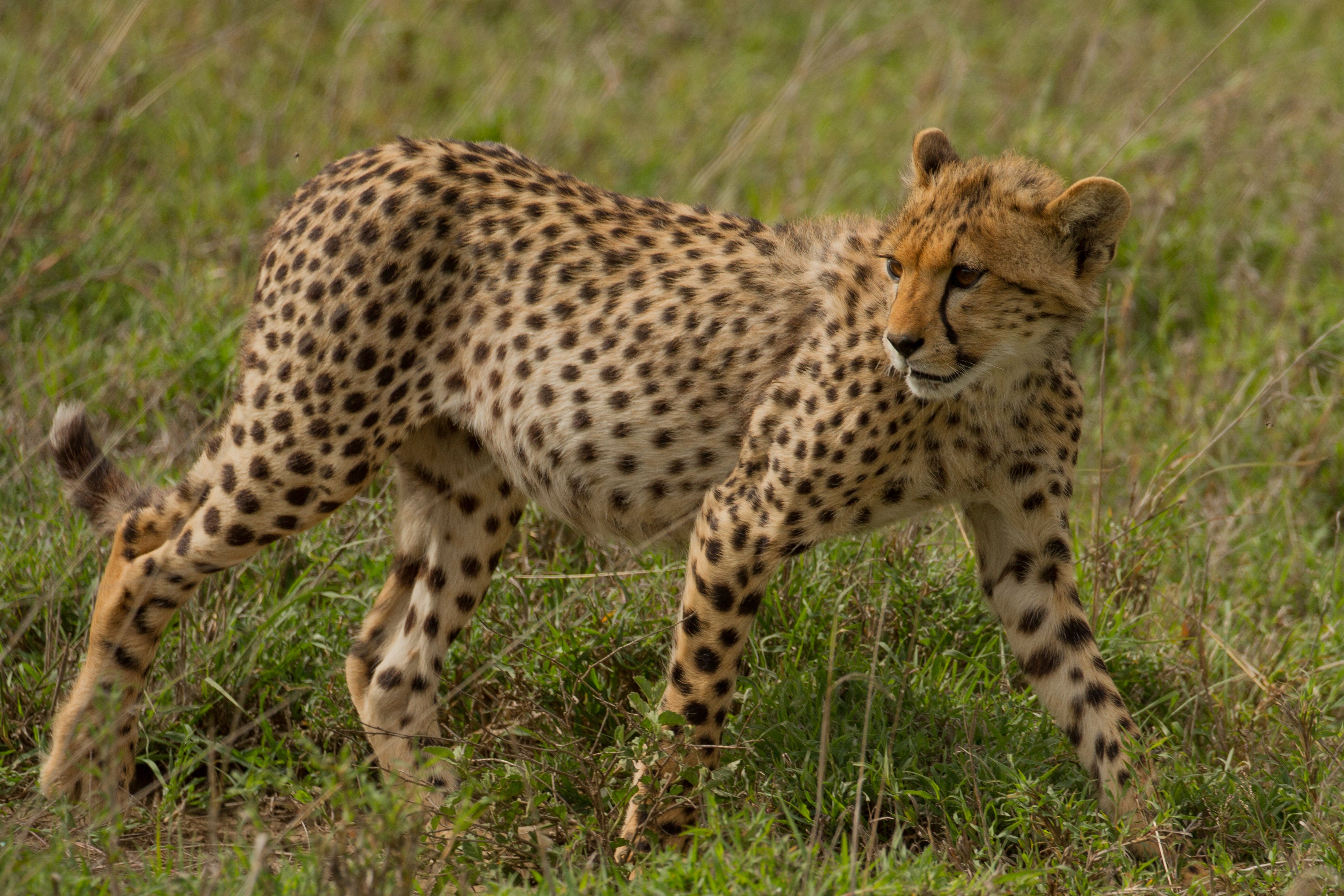 A hunting cheetah is photographed in an African People and Wildlife project area