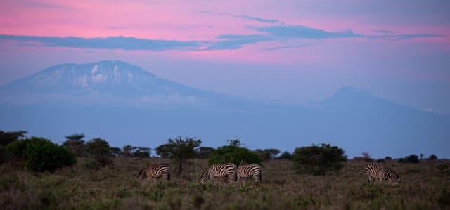 <p>Zebras by Mount Kilimanjaro, Tanzania. Tanzania-based conservation charity African People and Wildlife has told The Independent that it is already planning for drastically reduced revenues as a result of UK aid cuts </p>