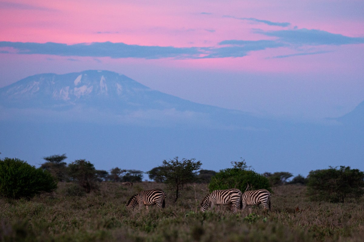 UK aid cuts will cause untold damage, wildlife charities warn