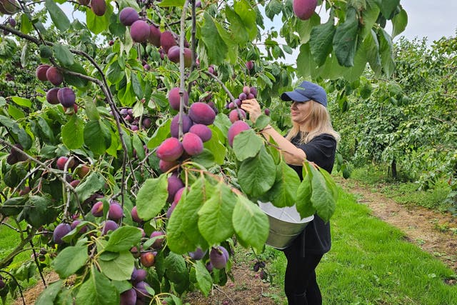 <p>A WB Chambers fruit picker, Cristina Pascari, gathering plums as the industry sees an upturn in crops. (WB Chambers)</p>