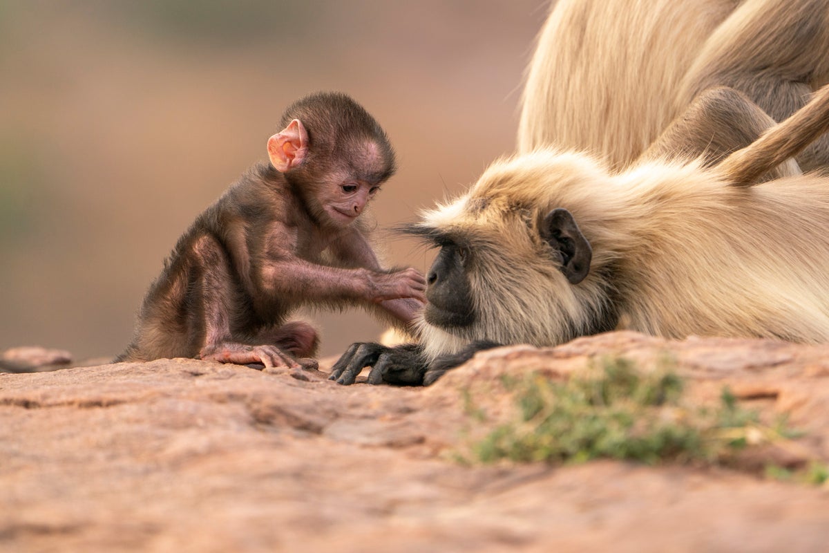 Parenthood: David Attenborough returns to unassumingly radicalise us into protecting the planet