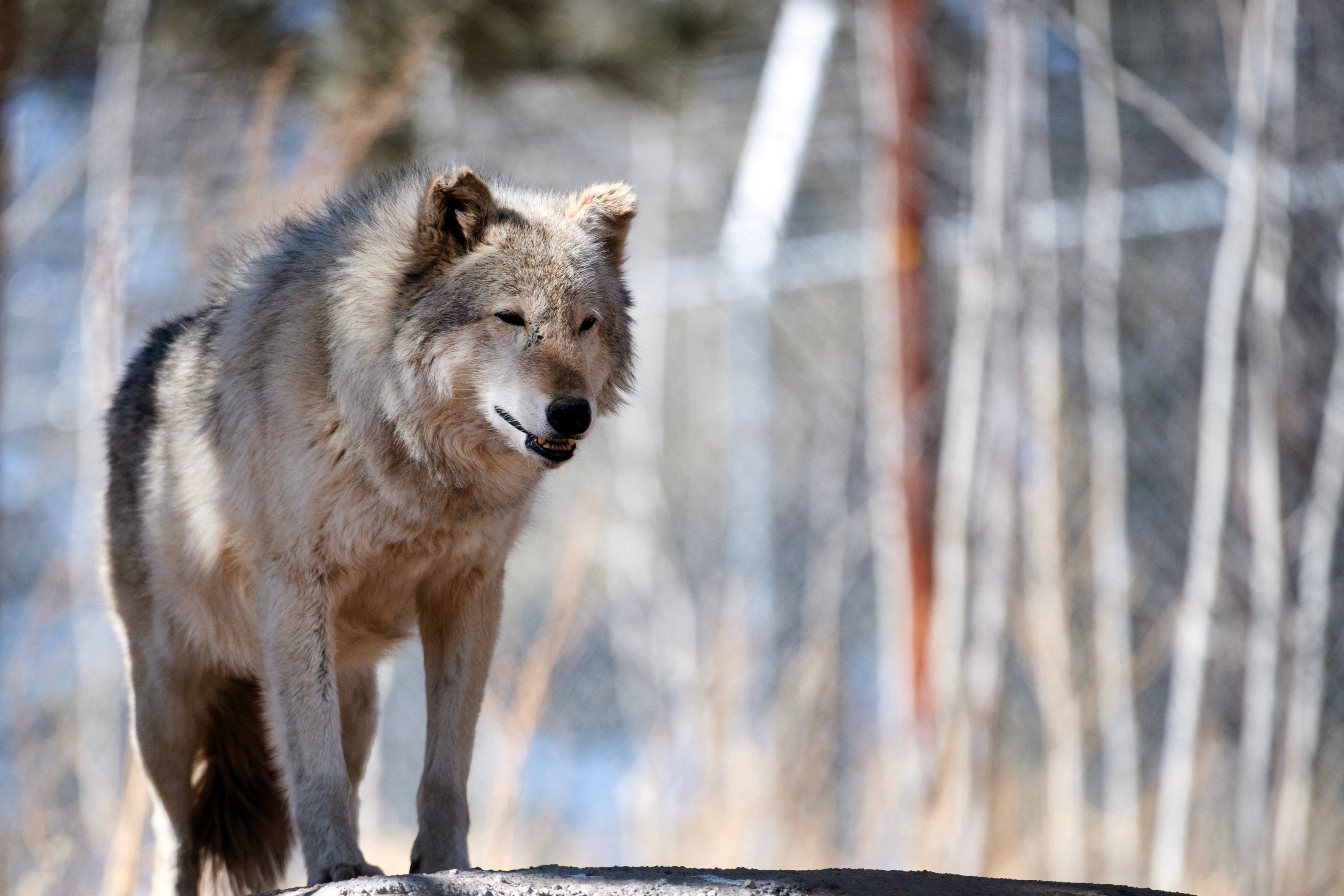 Researchers are using drones blasting AC/DC’s classic hits to stop wolves from attacking livestock on farms in western states. For now, it’s working
