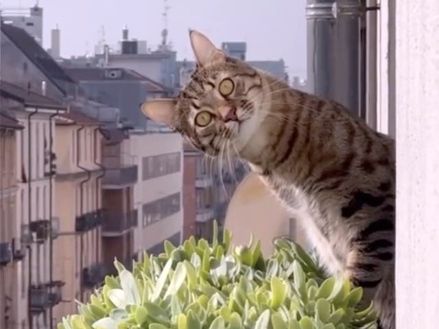 <p>This image released by Oscilloscope Laboratories shows promotional art for Cat Video Fest 2025</p>