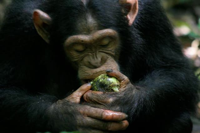 <p>To better understand the relationship between humans and alcohol, researchers are studying apes’ fondness for fermented and fallen fruit, which they newly refer to as “scrumping.” </p>