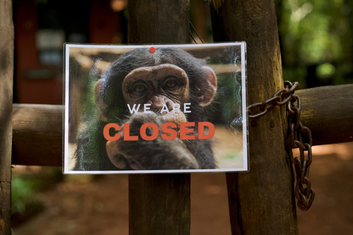 Chimp refuge shuts doors to tourists in deforestation protest