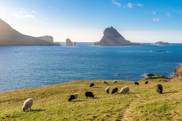 <p>A flock of sheep peacefully grazing on a field in The Faroe Islands </p>