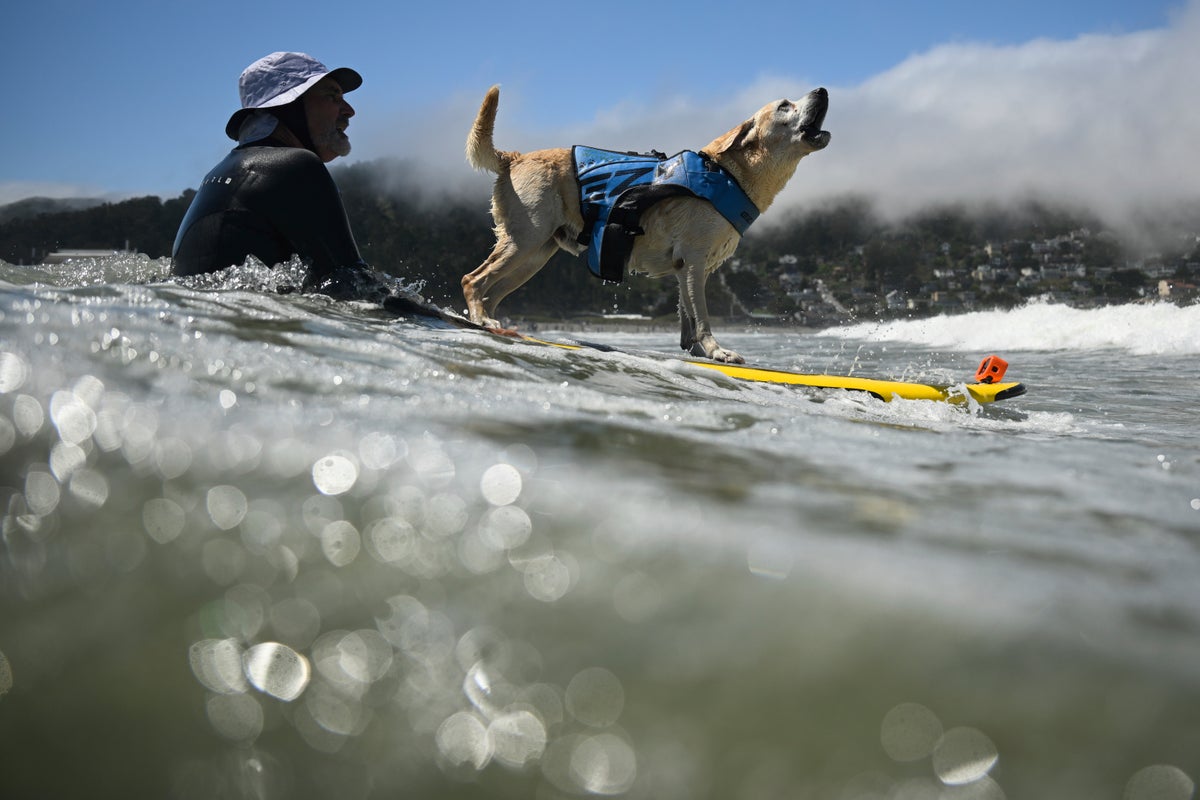 Who's the top dog? Wave-riding canines compete in the World Dog Surfing Championships