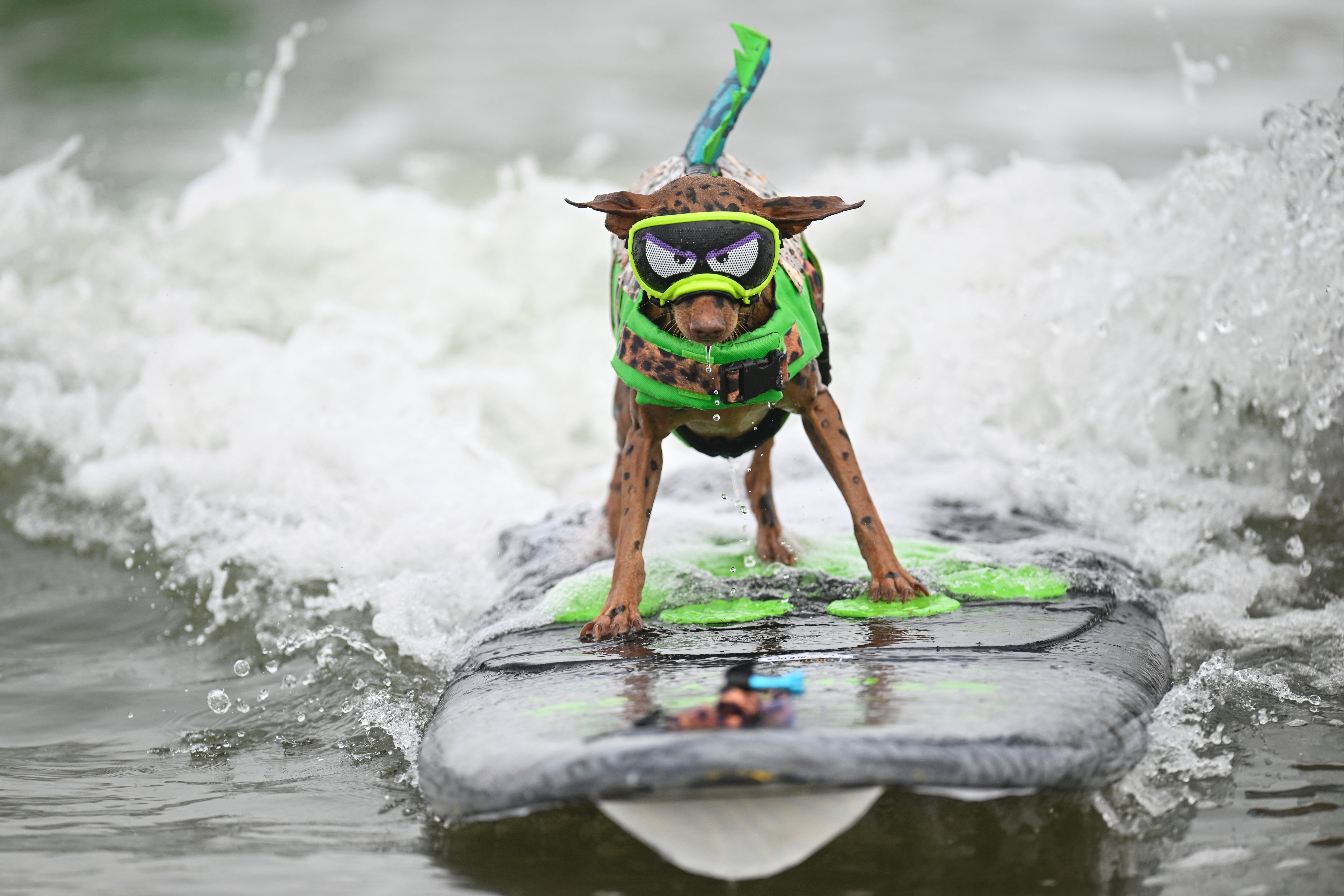World Dog Surfing Competition