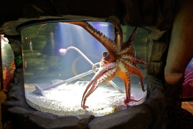 <p>Similar to the one pictured, Cthulhu, a giant Pacific octopus at the San Antonio Aquarium, has about 200 suction cups per arm</p>