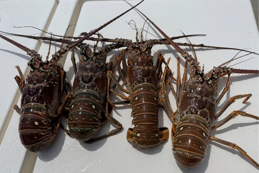 Despite the deaths and injury, the Monroe County Sheriff’s Office described the 2025 lobster miniseason as “typical