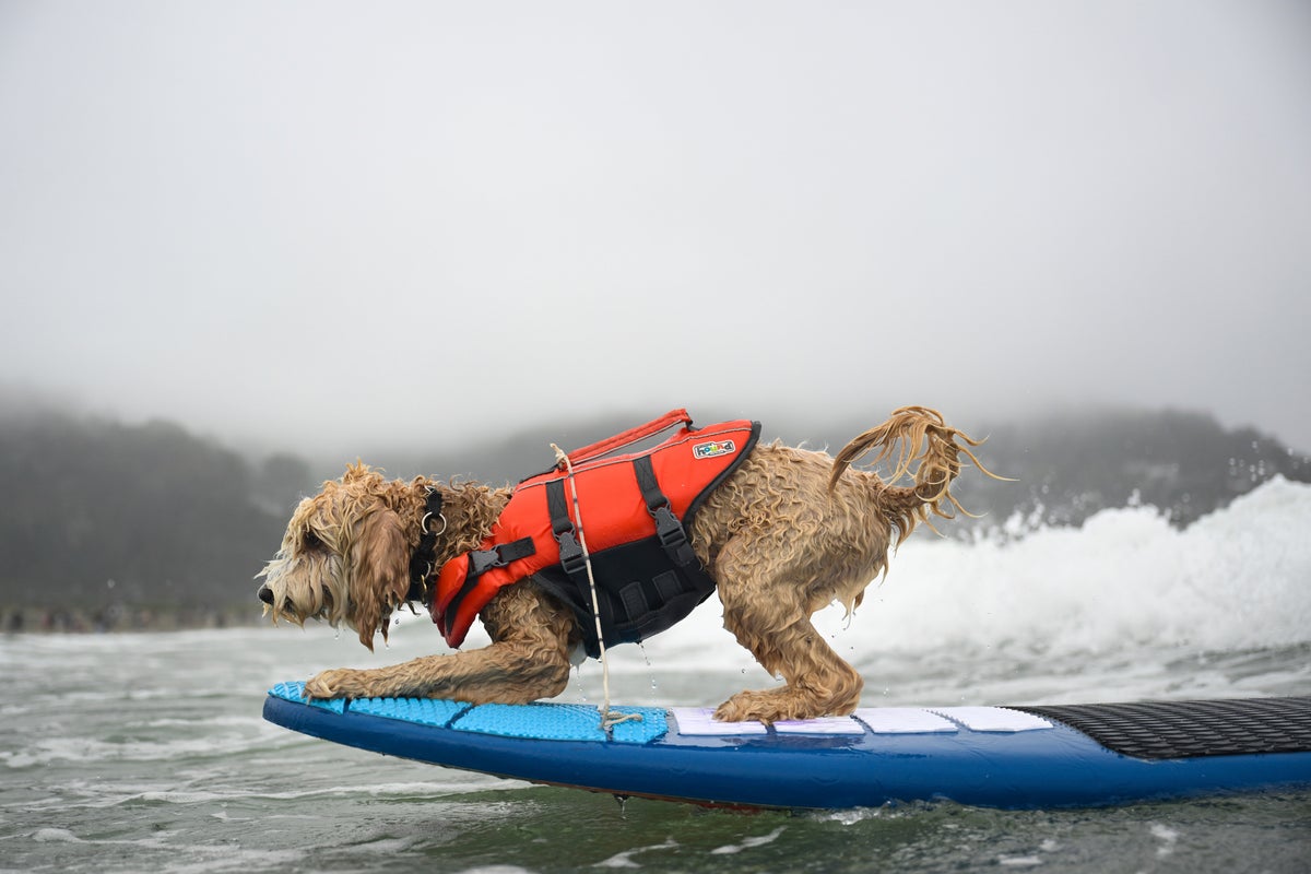 Photos of surfing dogs hanging ten in annual competition