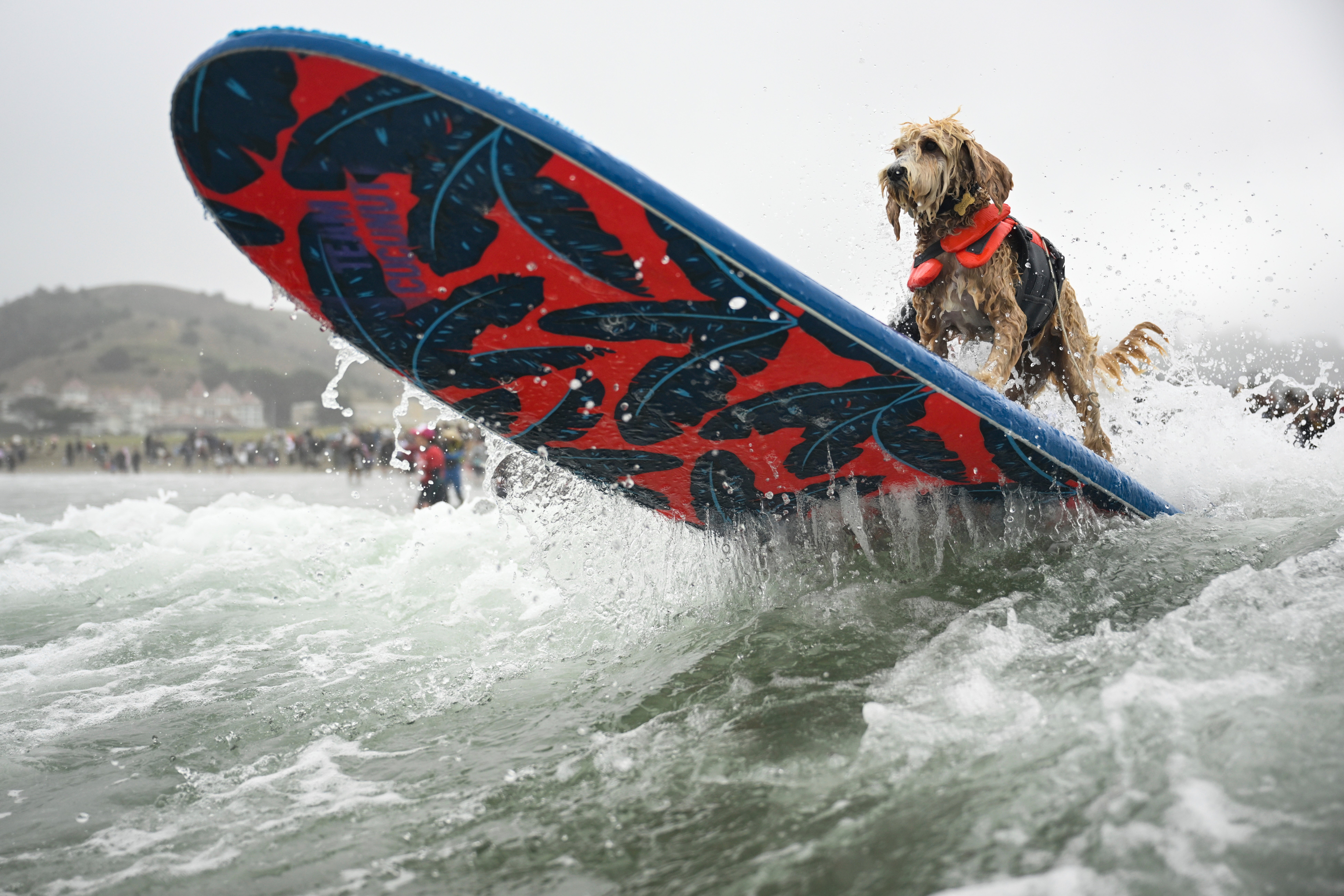 California Dog Surf Competition