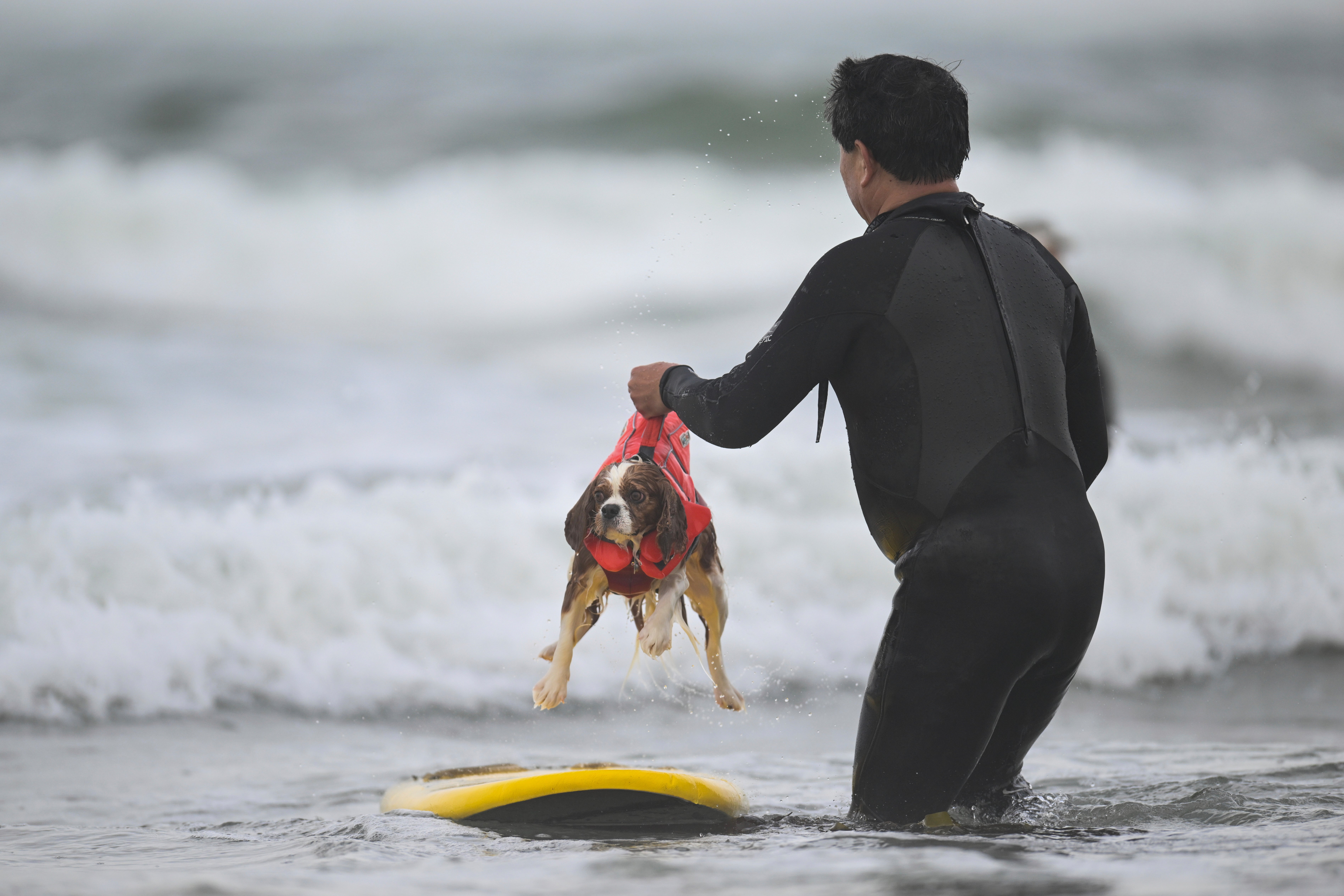 California Dog Surf Competition