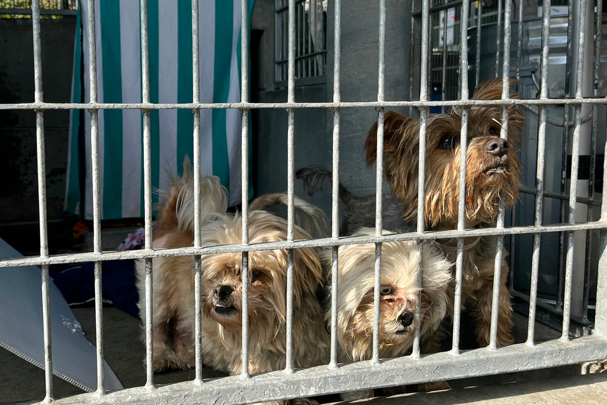 Animal shelters surge with abandoned pets after owners are detained or deported in ICE immigration raids