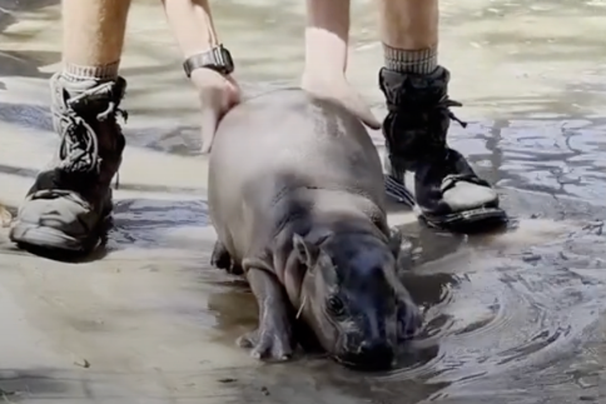 Baby pygmy hippo gets sassy with keepers in sweet footage