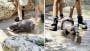Zoo’s new baby hippo refuses to cooperate with keepers in sweet video