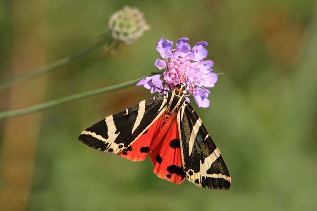 Jersey Tiger moths are recognisable by their black and white tiger stripe forewings and red-orange or yellow hindwings (Luigi Sebastian/Butterfly Conservation/PA)