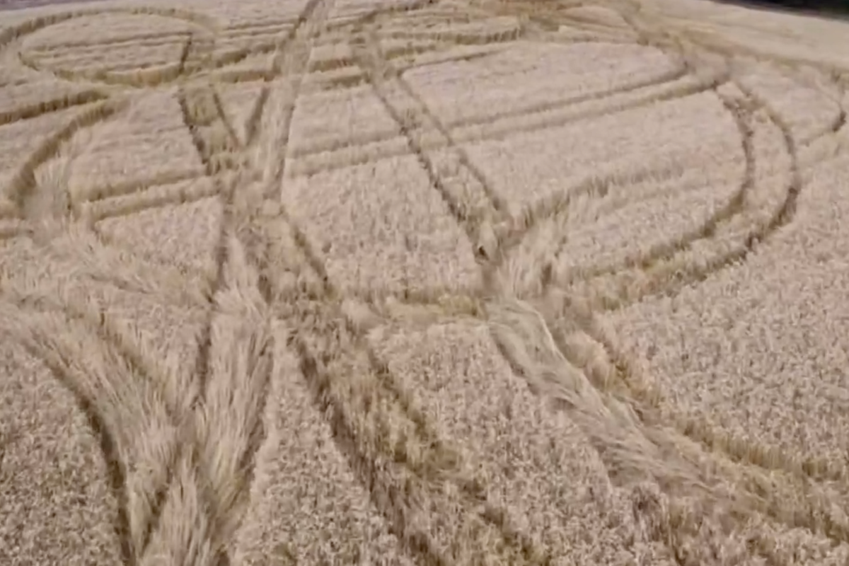 British farmer’s year-long wheat crop destroyed by vandals days before harvest