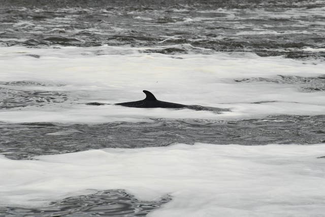 <p>A whale was killed after it was struck by a motorboat off the New Jersey shore on Saturday, with the collision sending a passenger overboard</p>