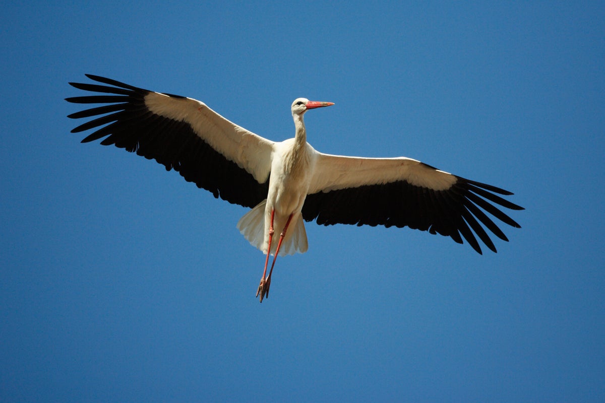 White storks are returning to the UK. But why is their reint