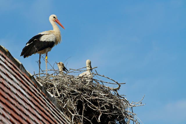 <p>Londoners are being asked their views on white storks as part of an assessment to see if they can return to the capital</p>